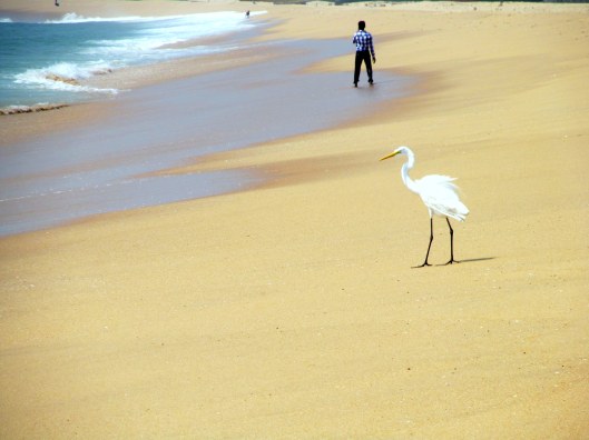 The Stork Along the Beach